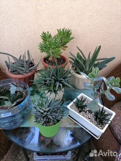 Кактусы и суккуленты