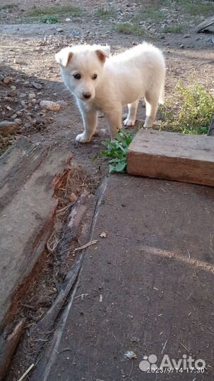 Пёс -2 и 6 мес
