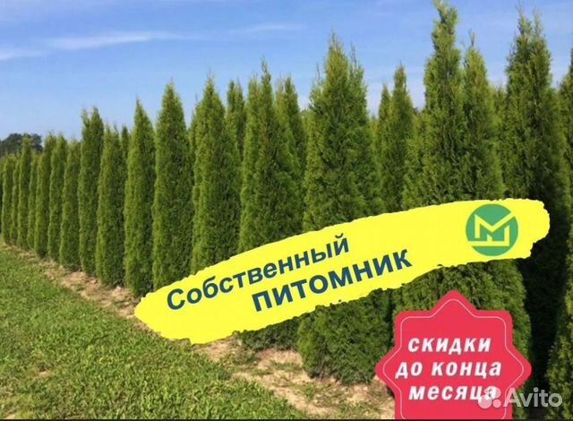 Туя смарагд саженцы