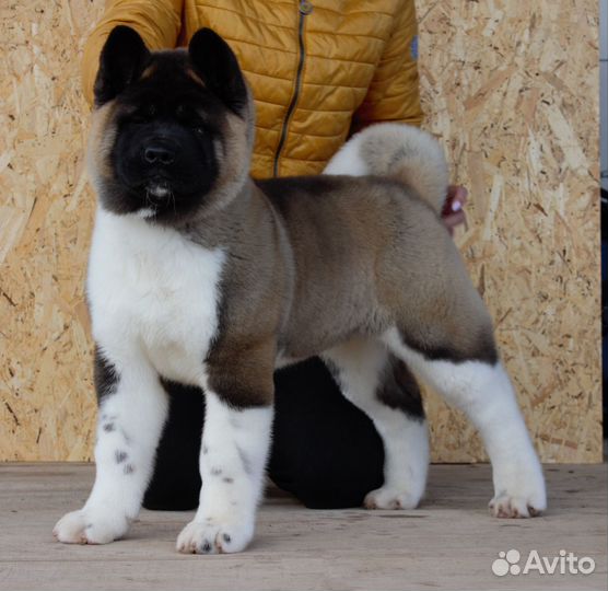 Американская акита