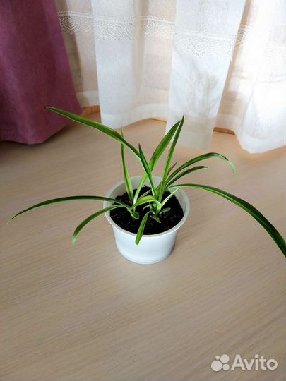 Хлорофитум бонни (кудрявый)