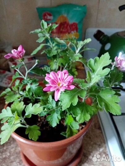 Хризантема