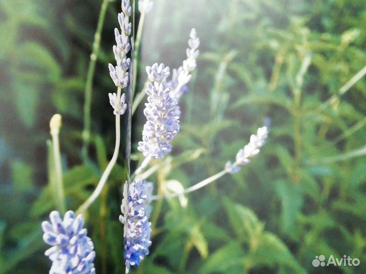 Рецепты. Ника Белоцерковская