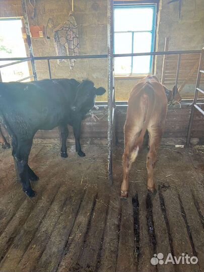 Корова Телята