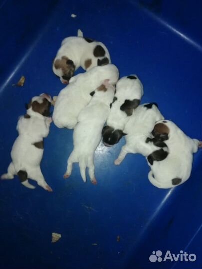 Джек Рассел терьер