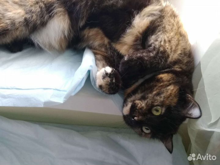 Кошка коричневая с различными пятнами