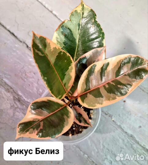 Фикус каучуконосный,бенджамина