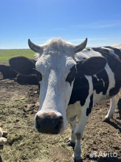 Корова первотелка