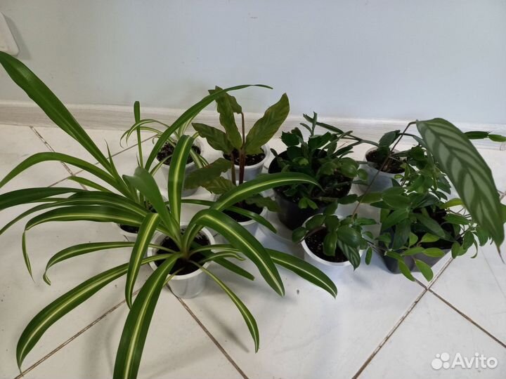 Комнатные растения по одной цене