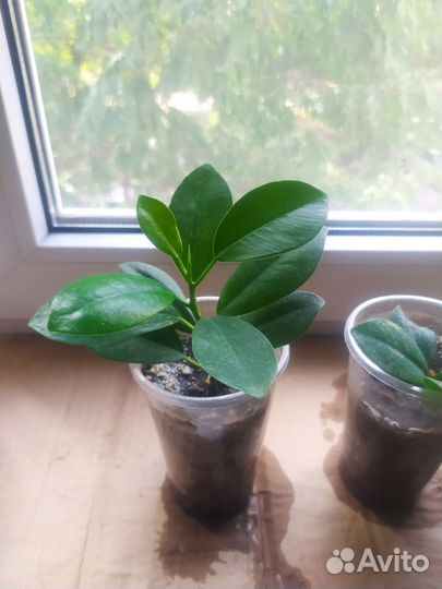 Сортовые фикусы