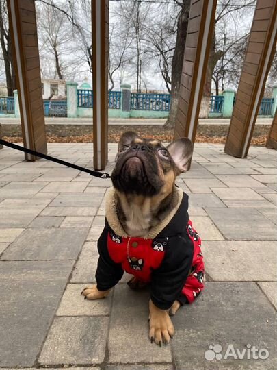 Комбинезон для собаки/жилетка