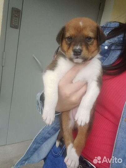 Собака в добрые руки щенок