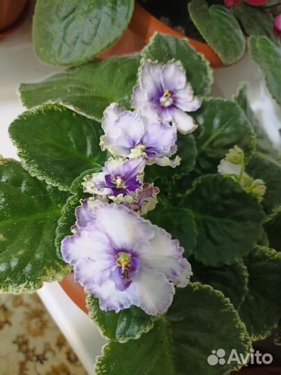 Листочки сортовых фиалок