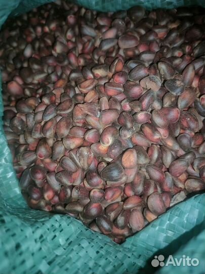 Орех кедровый