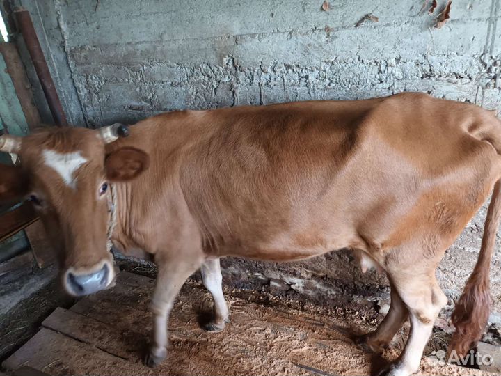 Корова с теленком