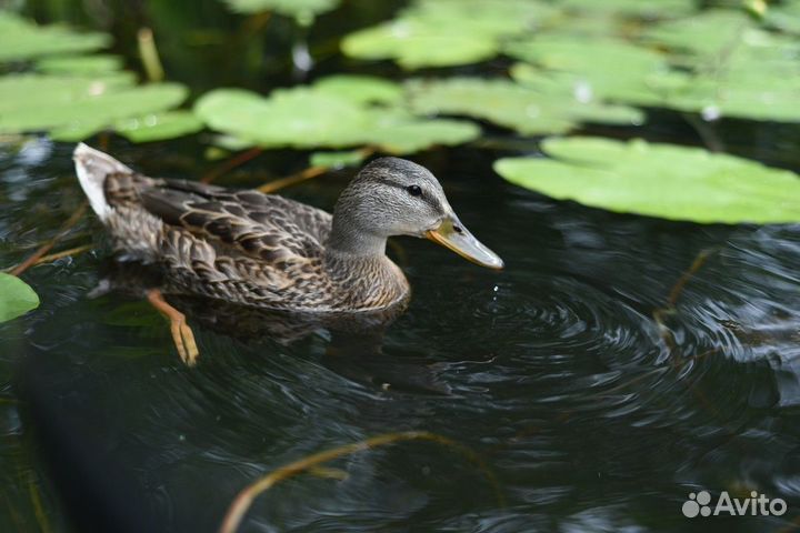 Экскурсия — Путешествие — На Байдарках В Суздале