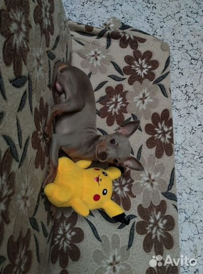 Вязка собак той терьеров мини