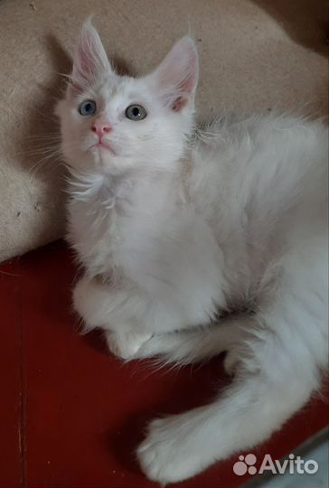 Котята Мейн-кун без документов