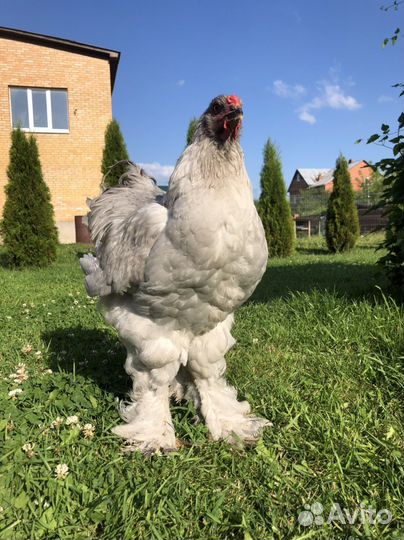 Голошейный Фавероль Брама лаванда петухи