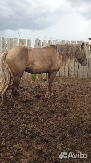 Продам коней