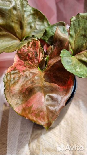 Сингониум Клубничный лед гэлакси