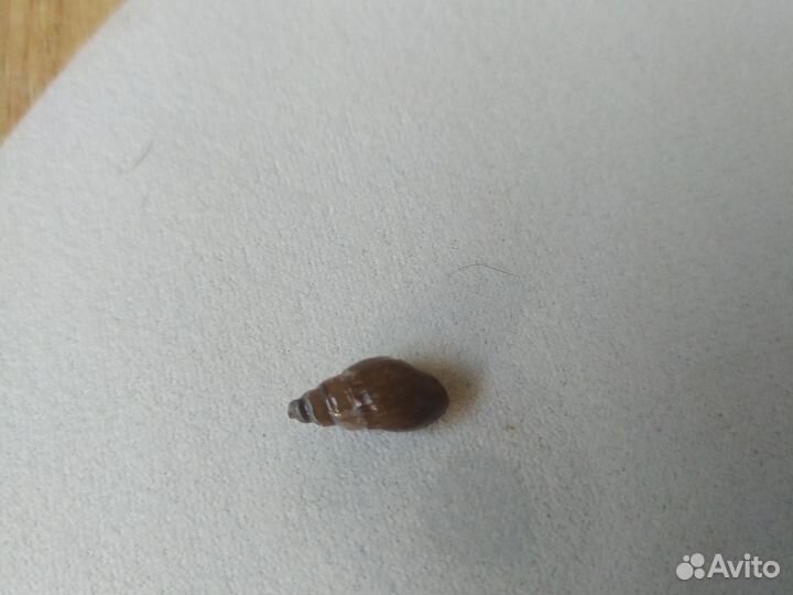 Улитки аквариумные