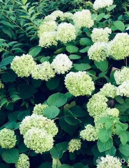 Гортензия древовидная