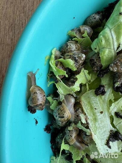 Улитки ахатины