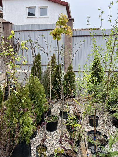 Клен Глобозум