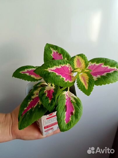 Колеусы сортовые