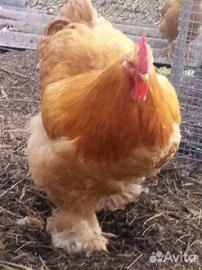 Петушок породы кохин