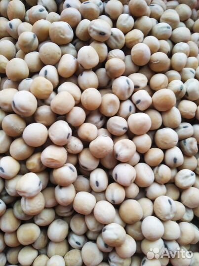 Семена гороха