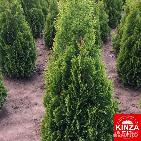 Туя смарагд экстра