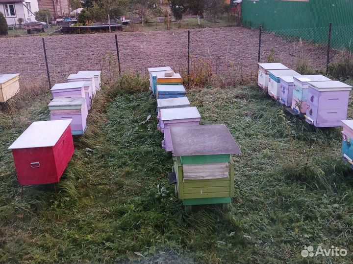 Пчелопакеты карника,бакфаст