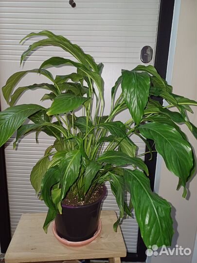 Спатифилиум