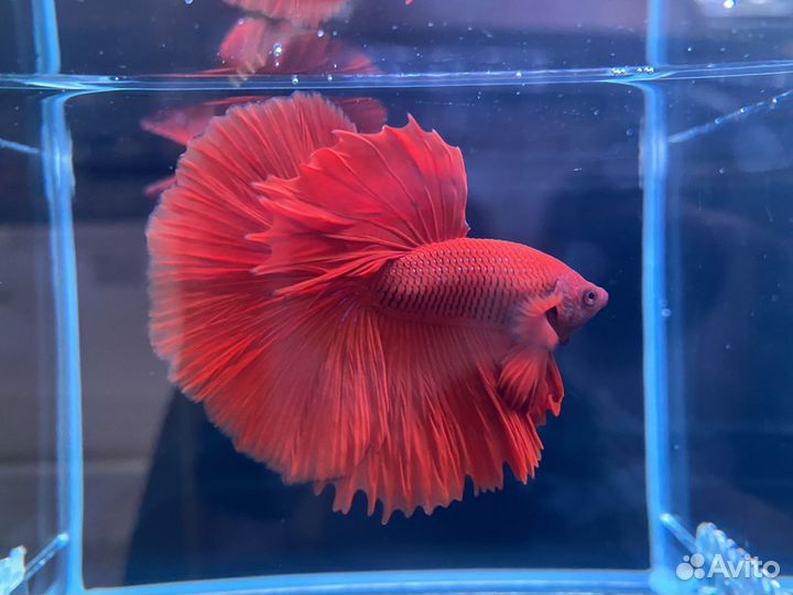 Рыбка Петушок