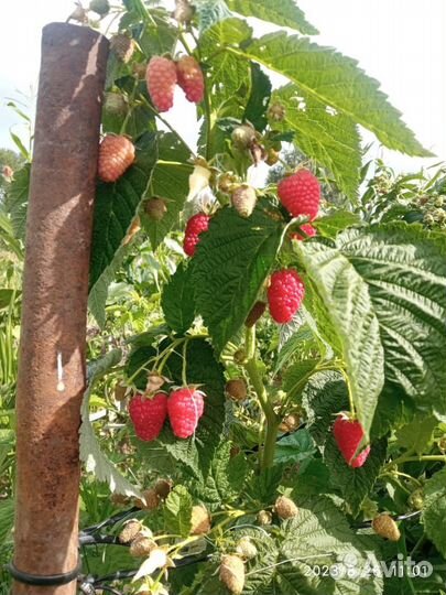 Малина ягоды