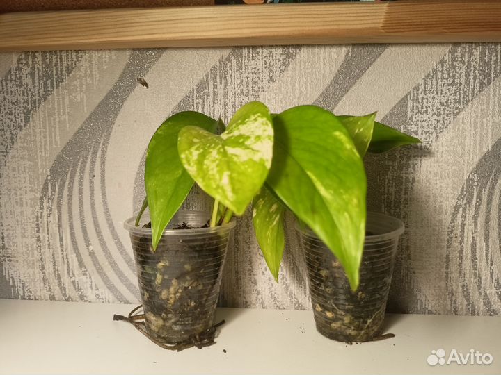 Сциндапсус золотистый