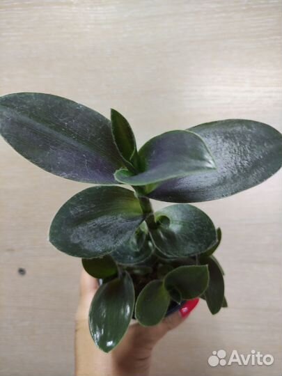 Традесканция