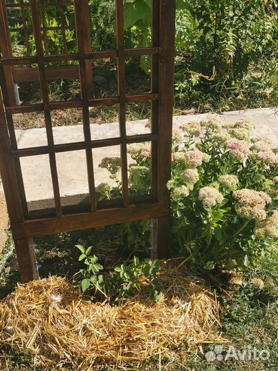 Очиток видный