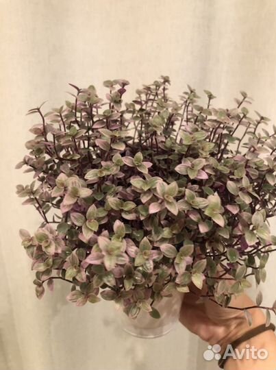 Каллизия Pink Panter