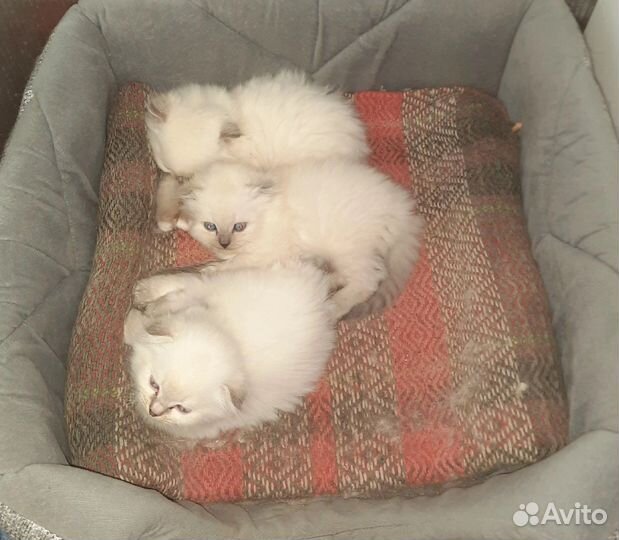 Шотландские котята