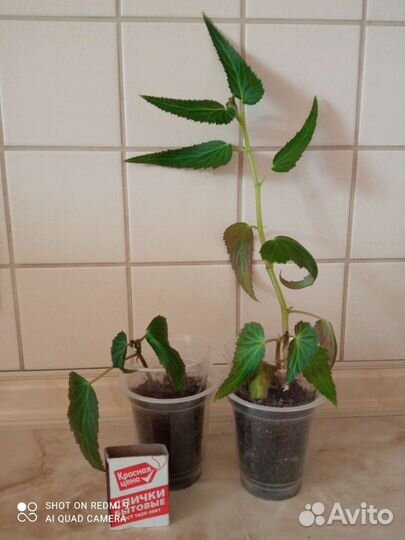 Бегония боливийская триумф