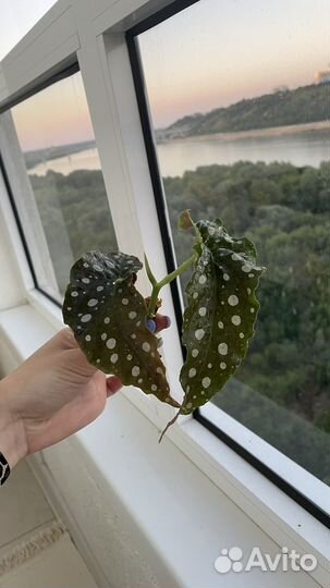 Бегония макулата