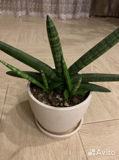 Сансевиерии