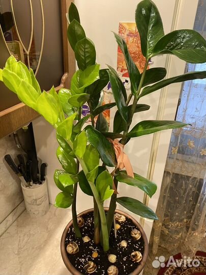 Замиокулькас