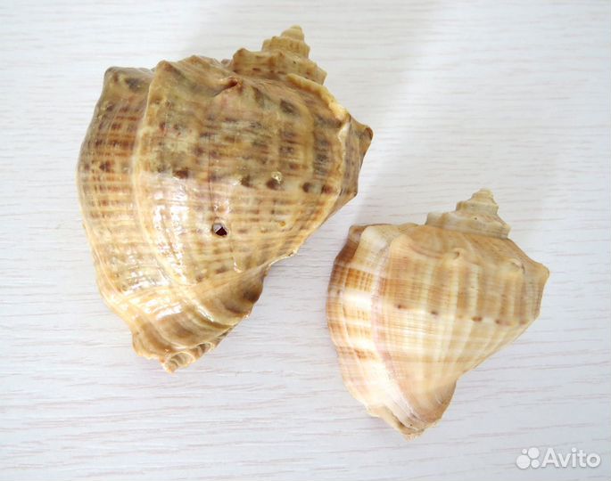 Ракушки Морские для Аквариума Интерьера