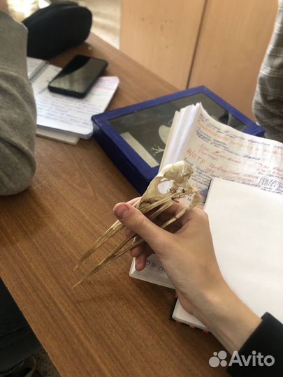 Репетитор по биологии, впр, огэ. Химия (8,9 класс)