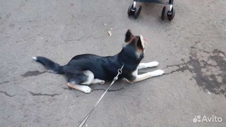 Собака в добрые руки отдам бесплатно