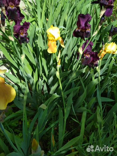 Ирисы бородатые